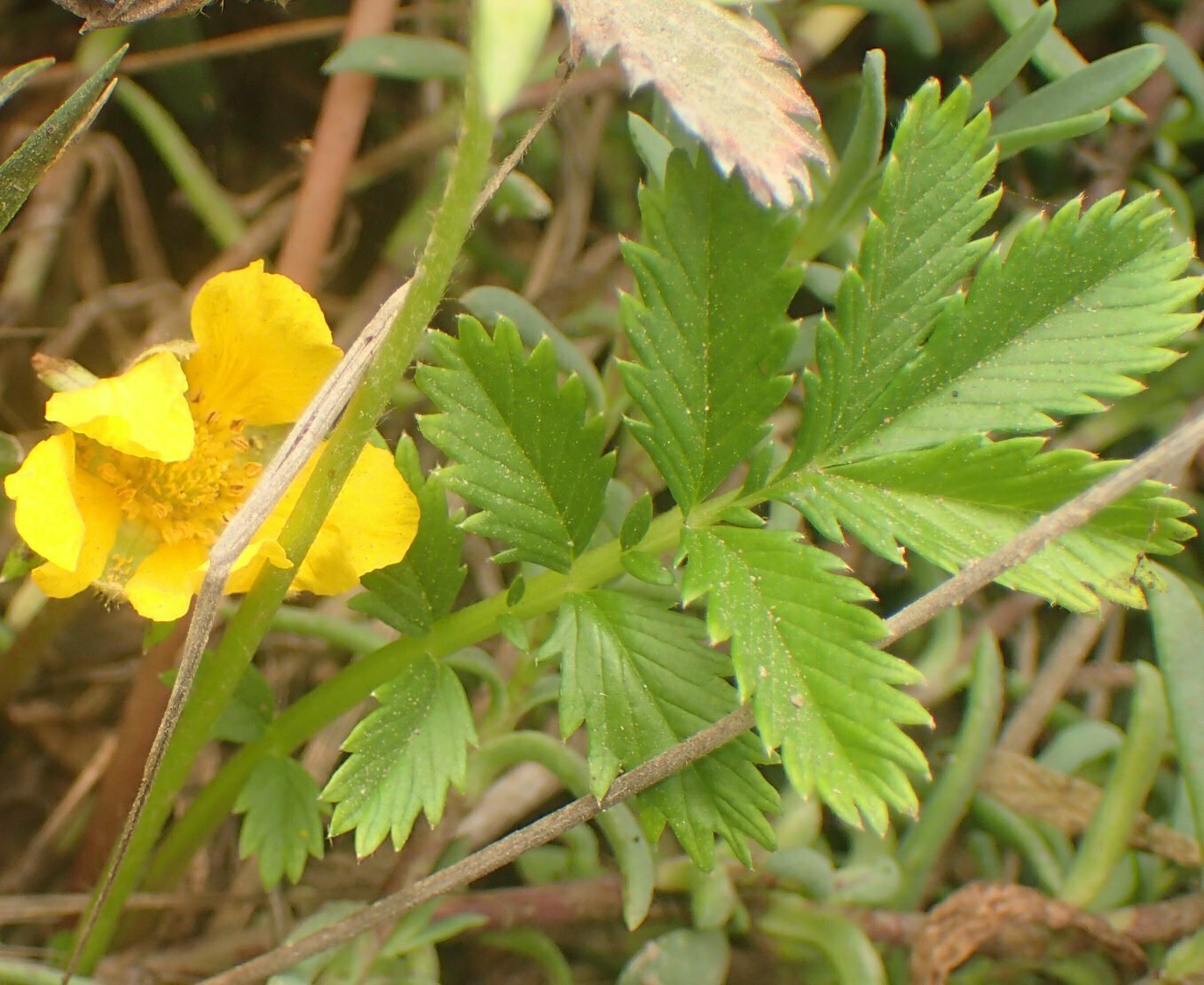 High Resolution Potentilla anserina Flower